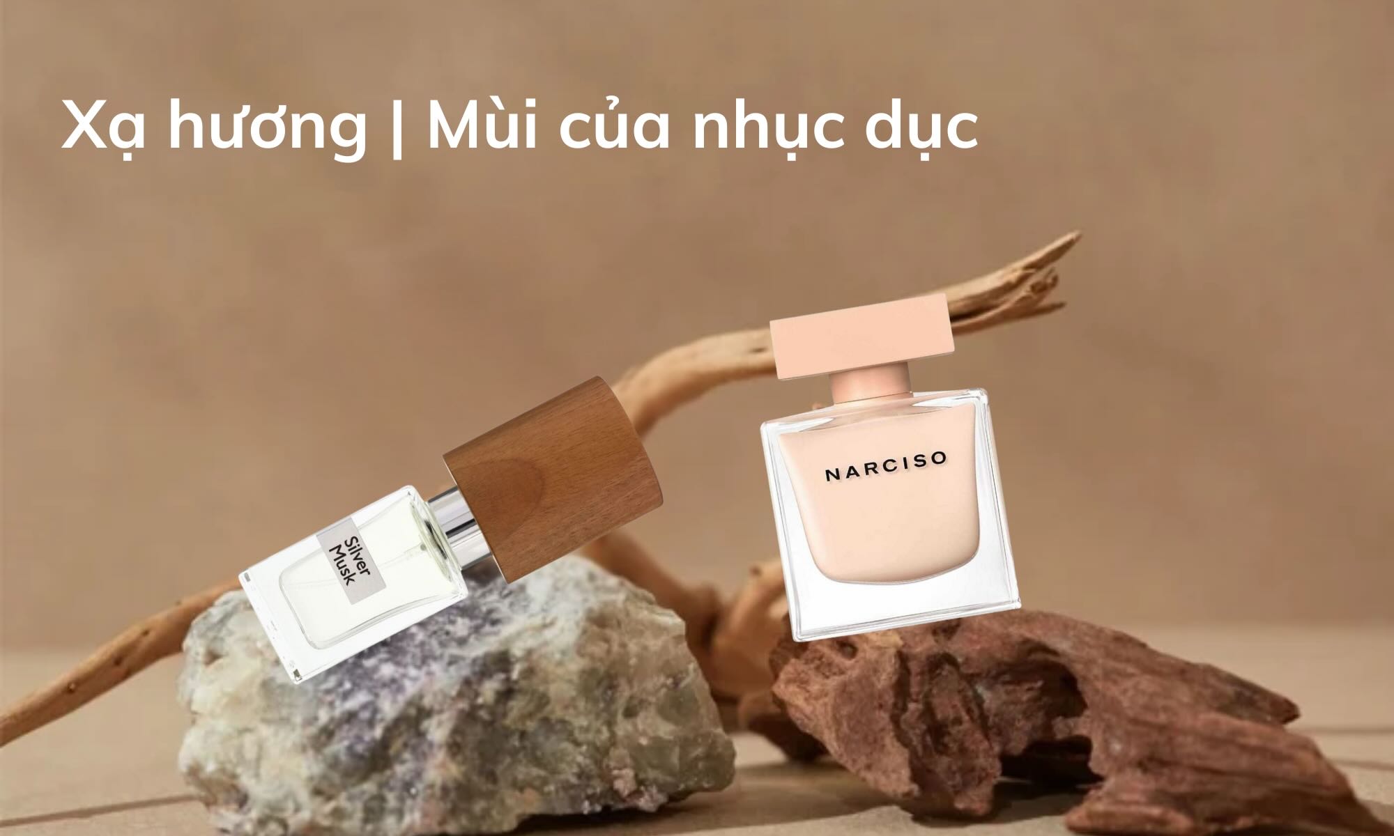 xạ hương trong nước hoa | Minh Tu Authentic